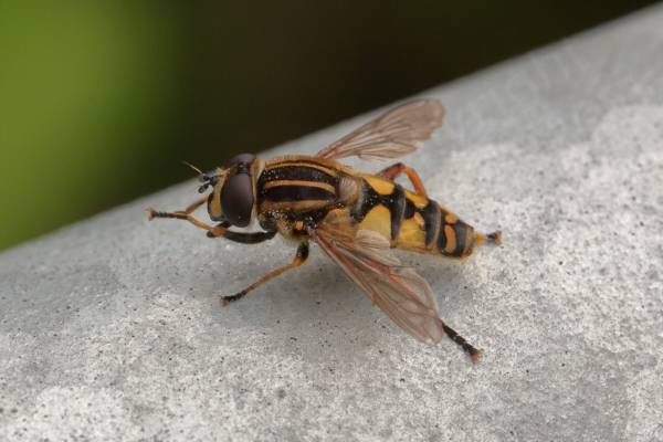 A mostly dark yellow Hoverfly with black longitudinal stripes on its thorax and back anvil shaped markings on its abdomen.