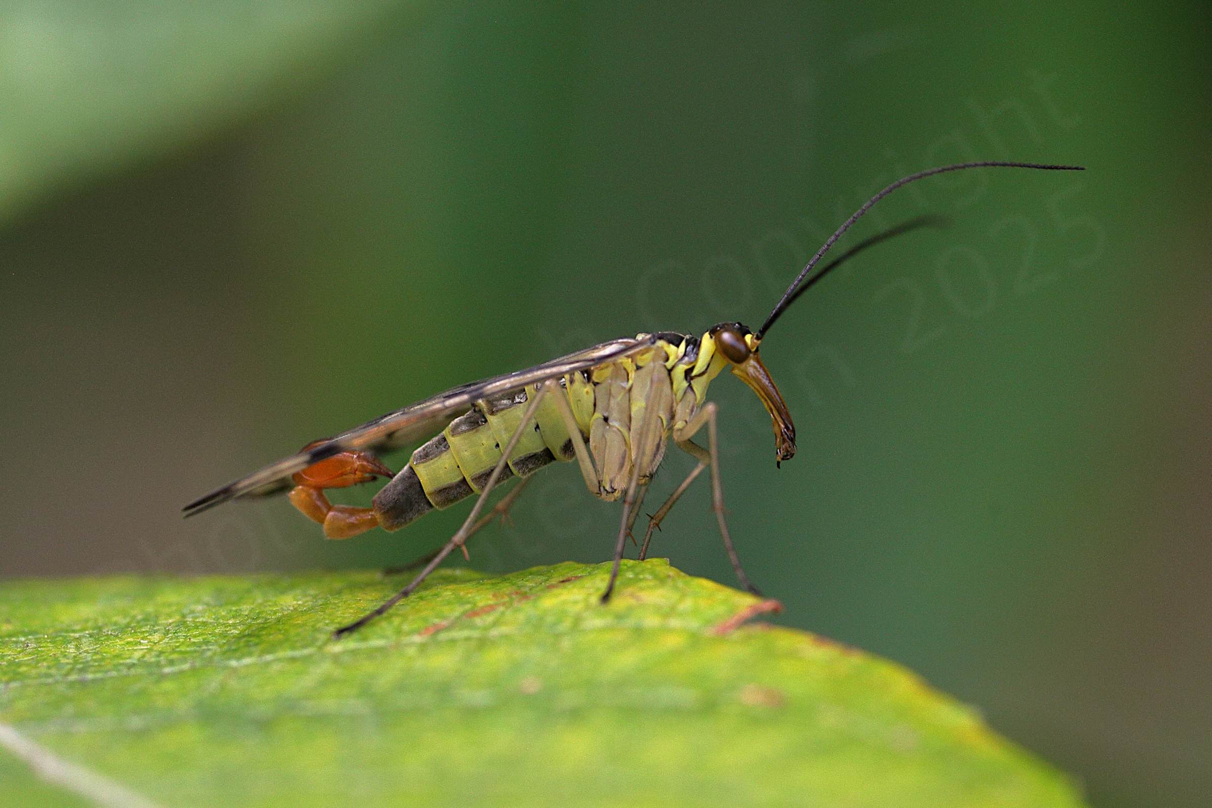 A creamy yellow and black male Scorpion fly in profile showing its long beak and the Scorpion like curved red tail.
