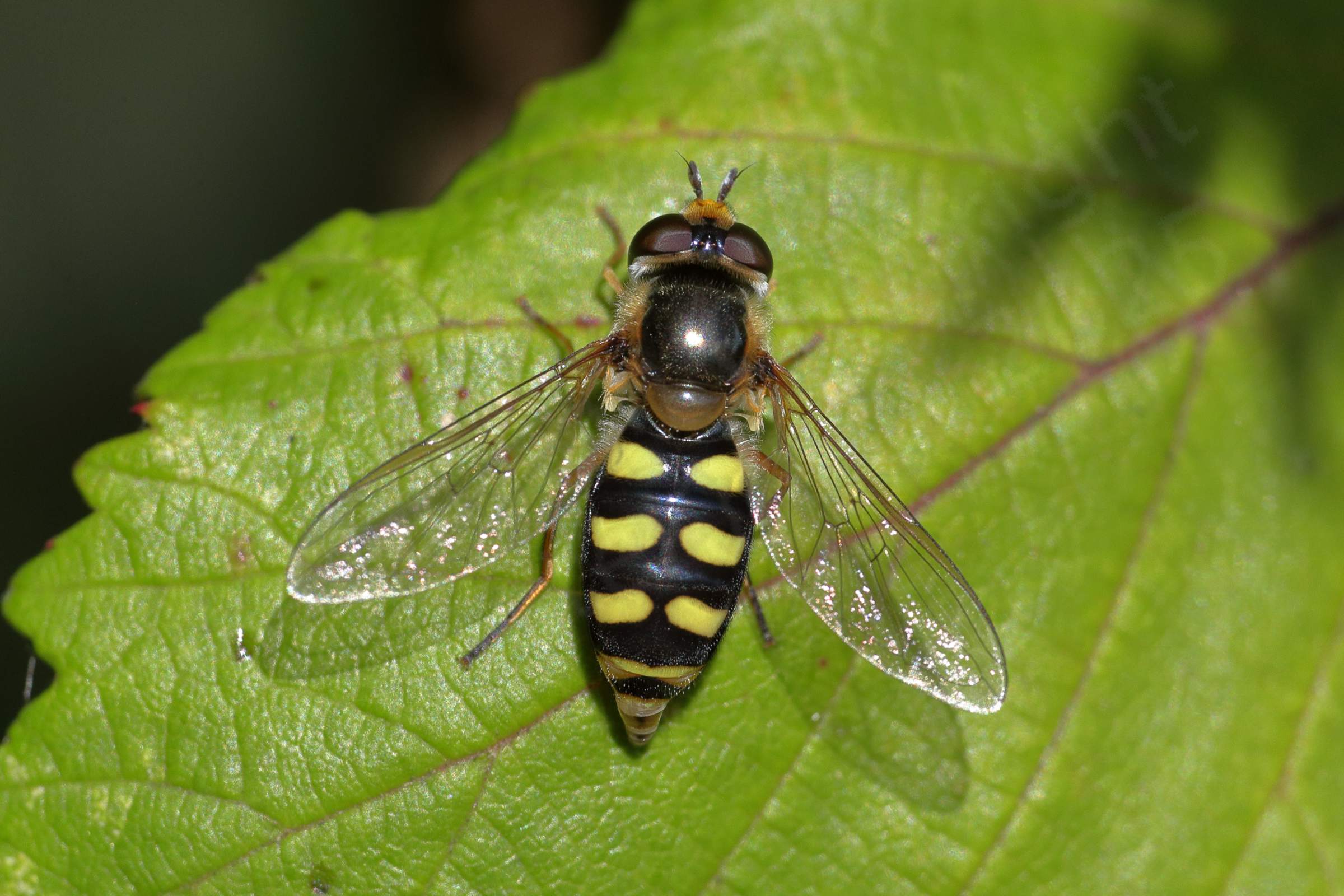 A dark coloured Hoverfly with pale yellow markings  on its abdomen at rest on a leaf.