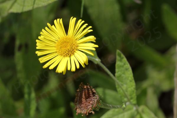 A single Common Fleabane flower bright yellow with a large centre and numerous long slender petals rather like a daisy.