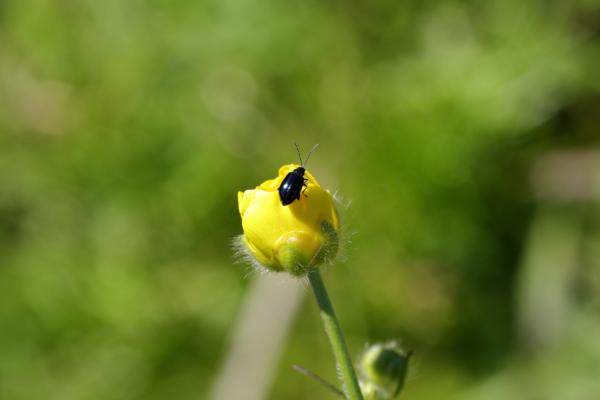 A long light green plant stem is topped by a hairy bud of a yellow Buttercup flower which is starting to open and is under investigation by a small black shiny beetle.