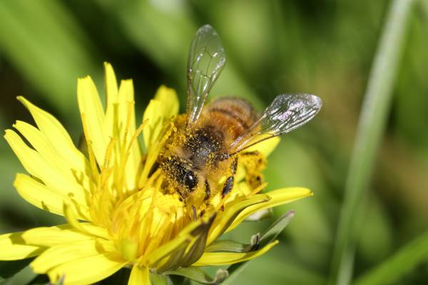 A bright yellow Dandelion type flower is being visited by a medium sized hairy bee which is covered in yellow pollen.