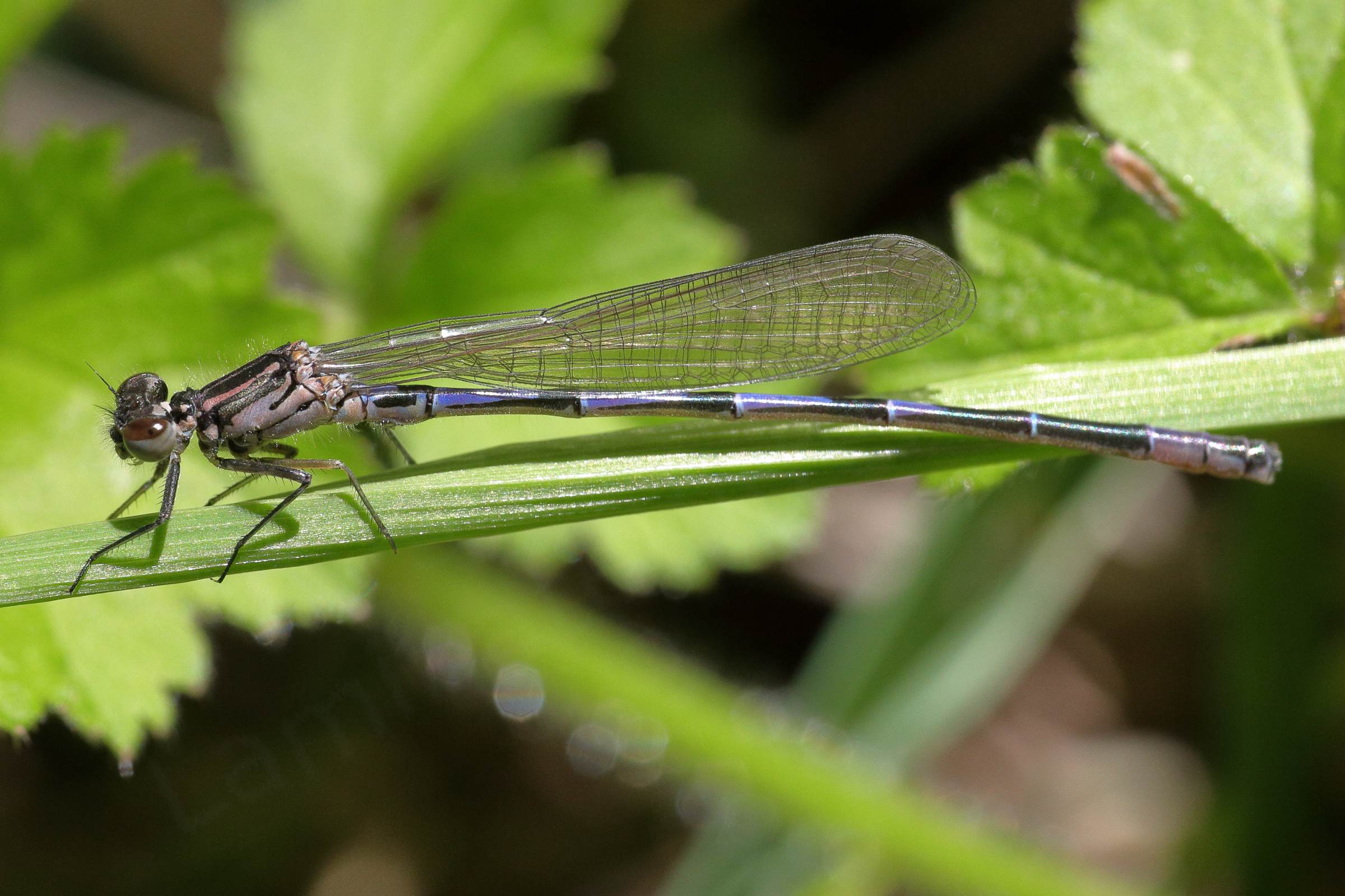 A young and slender pale pink Azure Damselfly with black markings on its thorax and the top of its abdomen which is also showing hints of a blueish lilac colour.