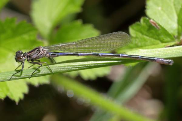 A young and slender pale pink Azure Damselfly with black markings on its thorax and the top of its abdomen which is also showing hints of a blueish lilac colour.
