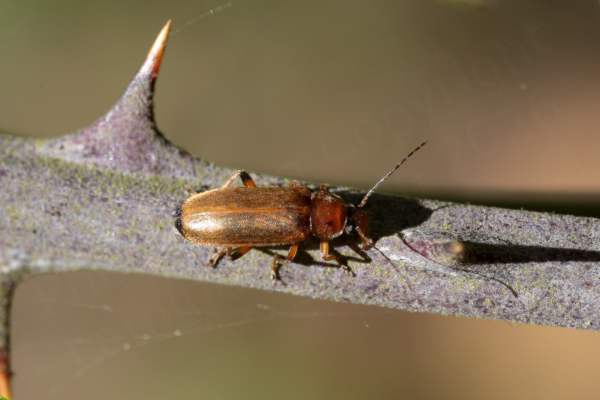 Walking along a fallen branch is a medium sized glossy beetle mostly a reddish brown colour with slightly translucent elytra and with a large black marking on its head and two black dots on its pronotum.