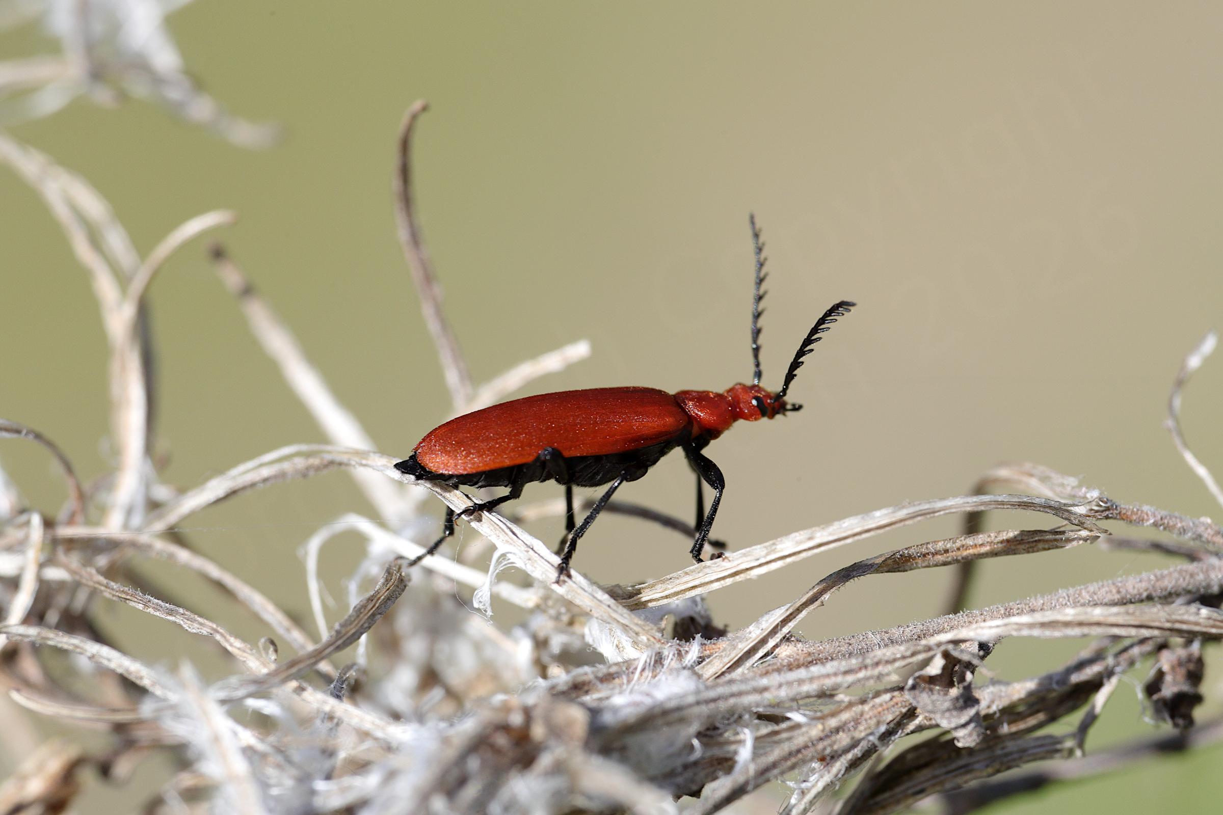 A reddish brown Red Headed Cardinal Beetle with long black feathered anntenae is exploring some old dead plant stems.