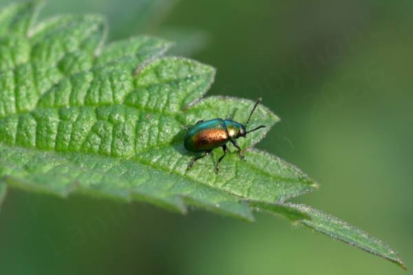 A small rotund and very reflective green beetle with dimpled elytra and bobbled antennae.