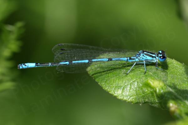 A bright blue Azure Damselfly with black markings is resting on a leaf.
