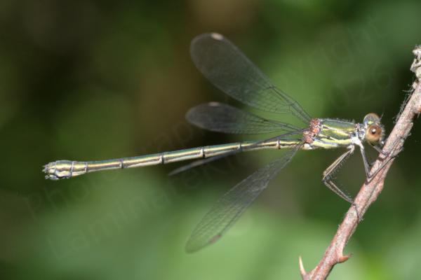 A metallic green with cream undersides female Willow Emerald Damselfly is on a thorny near vertical branch.