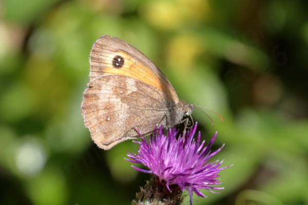 A brown and orange Gatekeeper Butterfly is enjoying a bright purple Knapweed flower.