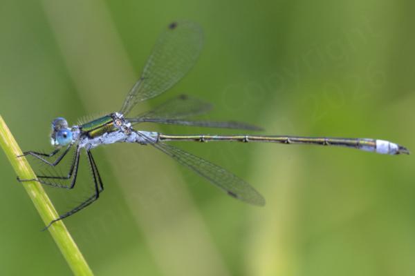 A male Emerald Damselfly with blue eyes a dark metallic green body and blueish grey thorax and tip to his abdomen.