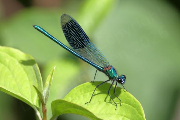A metallic turquoise green male Banded Demoiselle is perched on a pale green leaf.