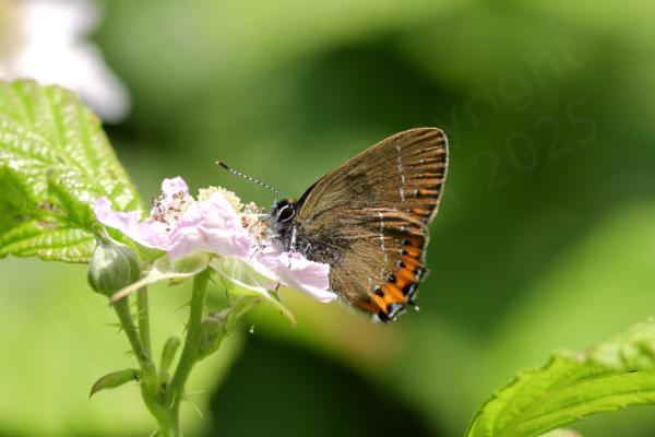 A Black Hairstreak Butterfly with wings folded feeding on a blackberry flower.