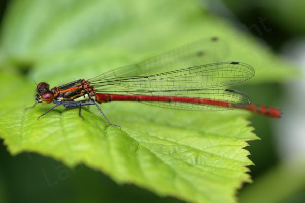A Large Red Damselfly resting on a leaf.