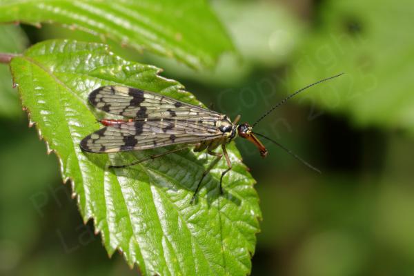 With a long reddish beak and tail there is no mistaking the Scorpion Fly.