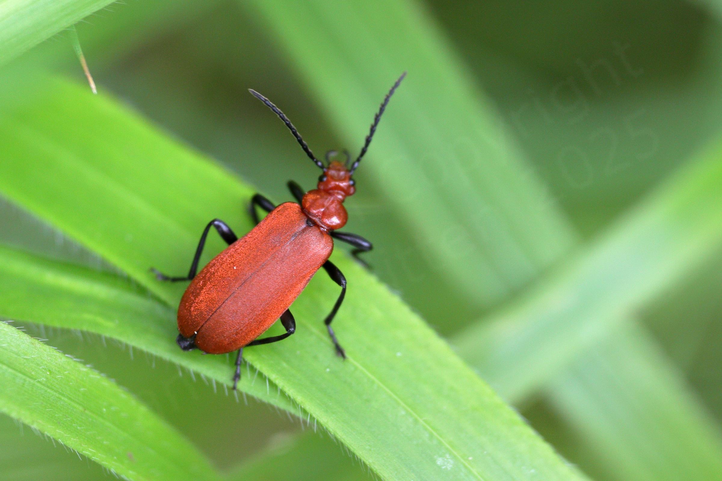 A medium sized red beetle with black legs and antennae is exploring some broad bladed grasses.
