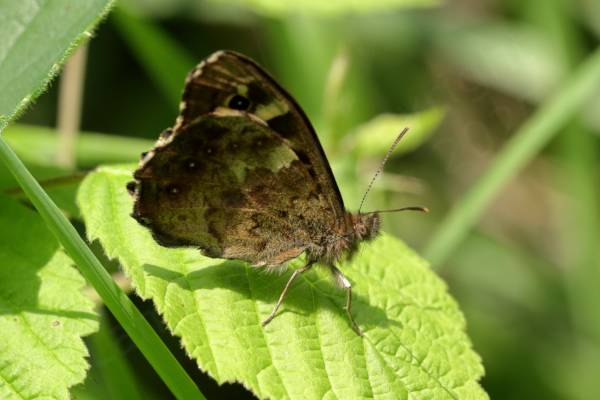 A Speckled Wood Butterfly at rest with wings folded.