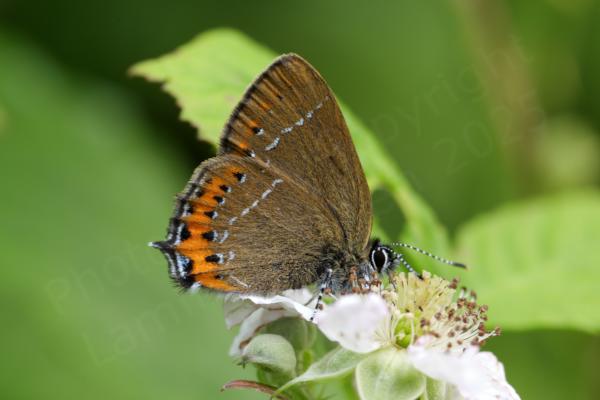 A Black Hairstreak Butterfly with wings folded.