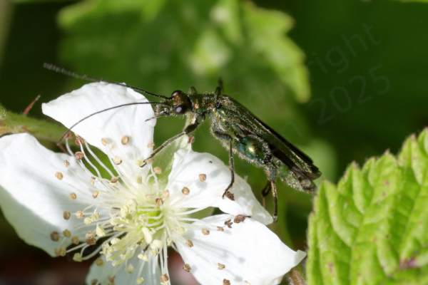 A slim metallic green beetle with large thighs on its rear legs is inspecting a blackberry flower.