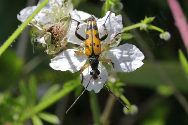A pale pink blackberry flower is hosting a long slender black headed beetle with mostly yellow legs and wing cases apart from some distinctive black markings.