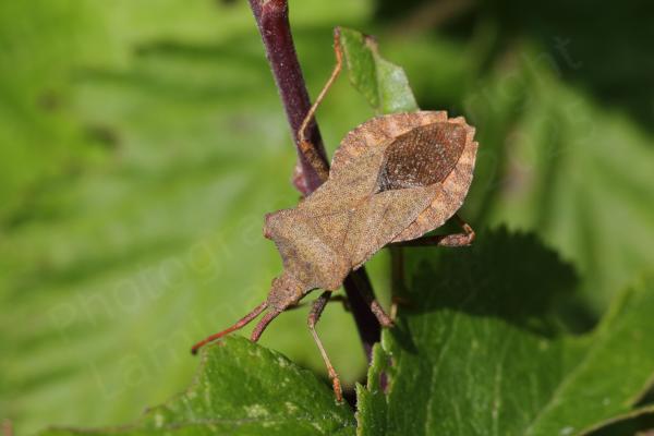 A broad reddish brown bug with rounded abdomen and fairly angular pronotum is exploring some leaves.