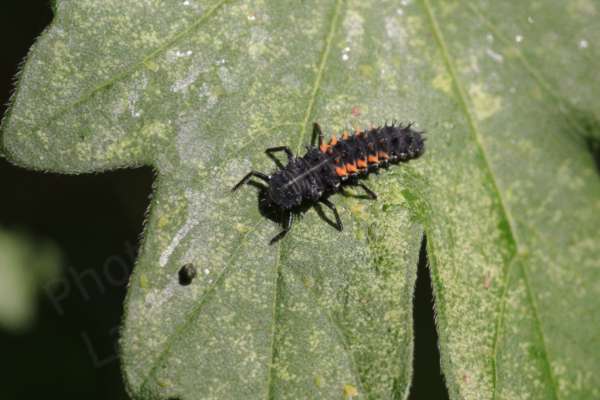 The larvae of the Harlequin Ladybird is dark grey to almost black with clumps of short spikes and there are a few more orange patches on the abdomen than seen on the seven spot ladybird larvae.