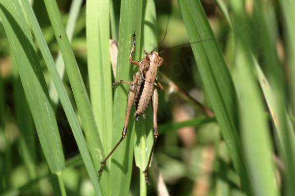 A medium sized grasshopper mostly light brown in colour but with darker sides is clambering up some vegetation.