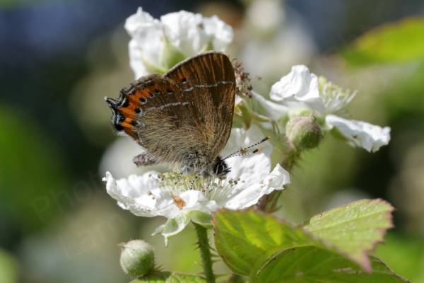 A small and quite hairy Black Hairstreak Butterfly is enjoying a blackberry flower.