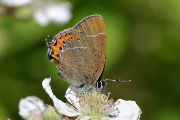 A Black Hairstreak Butterfly showing its underwings which are a light brown colour with orange white and black markings on the edges.