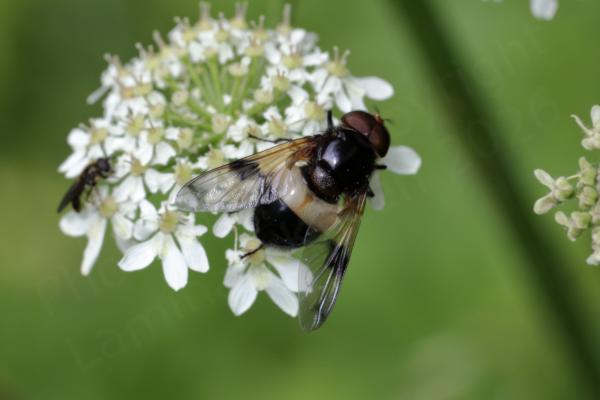 A white umbelliferous flower is hosting a large plump Pellucid Hoverfly with it distinctive cream coloured midsection.