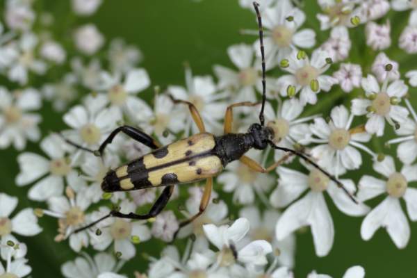 A long and fairly slender Black and Yellow Longhorn Beetle which is mostly black in colour except for the dull yellow legs and elytra with black markings.