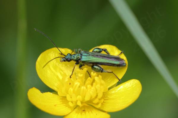 A slender metallic green Thick Legged Flower Beetle is inspecting a yellow Buttercup flower.