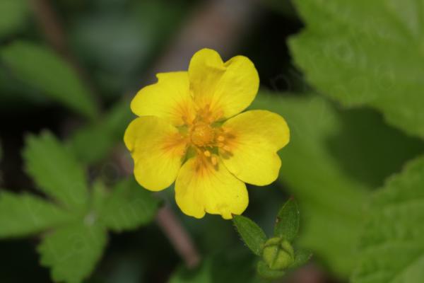 A bright yellow Creeping Cinquefoil flower with five broad slightly divided petals and a darker yellow centre.