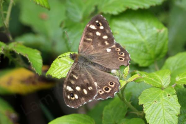 A brown Speckled Wood Butterfly is resting with its wings open displaying the black and white circular markings around the edge of the hind wings.