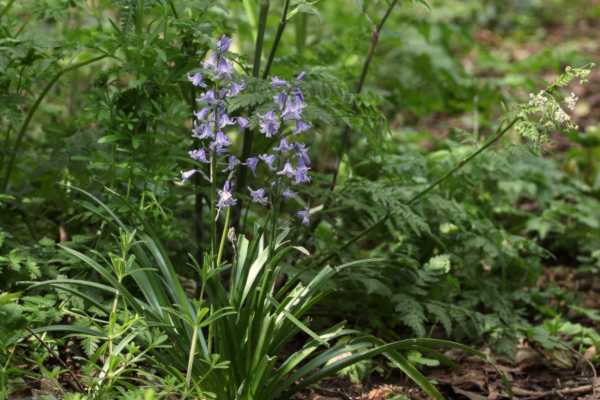 In the foreground a couple of tall Bluebells show off their lilac to blue bell shaped blooms and behind them typical woodland plants vie for attention.