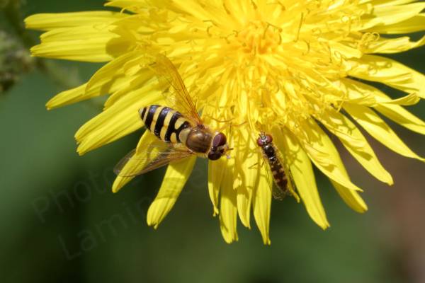 A tiny Hoverfly is feasting on a large yellow flower alongside a much larger Hoverfly.