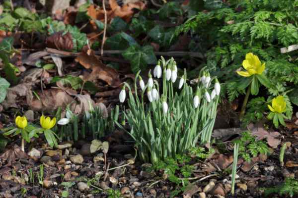 A large clump of Snowdrops surrounded by a few bright yellow Winter Aconites adding a splash of colour to brown earth and fallen leaves.