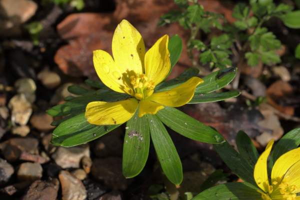 A close up view of a cheerful bright yellow Winter Aconite flower.