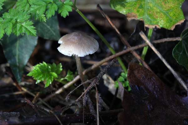A single small mushroom shaped fungi with a tall pale slender stem leading to a slightly pointed cap brown in the centre fading to white around the damaged edge.
