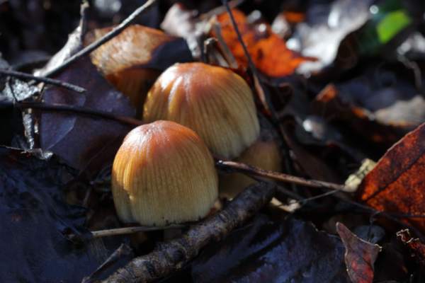 A pair of glossy fungi with tall rounded caps which are coppery brown on top fading to cream towards the base.