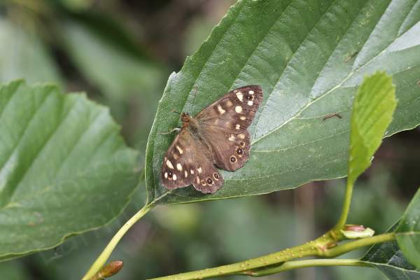The Speckled Wood Butterfly is a brown medium sized Butterfly with lots of cream coloured blotches and eye spots on the upper wings.