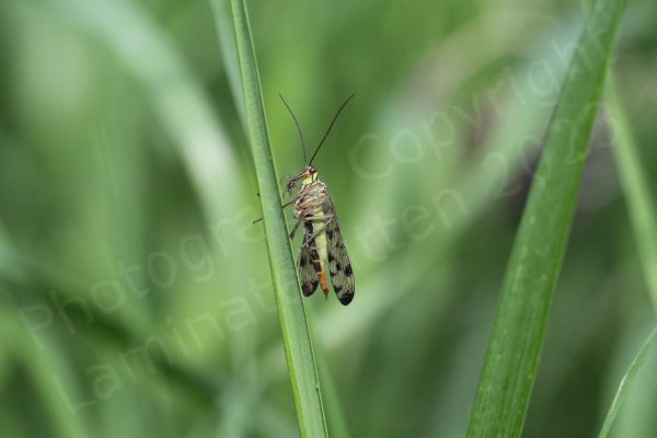 The Scorpion Fly is a very distinctive looking insect with its black chequered markings on translucent wings and a pale yellow and black body leading to a red tail which in the male is curled upwards rather like a scorpions.