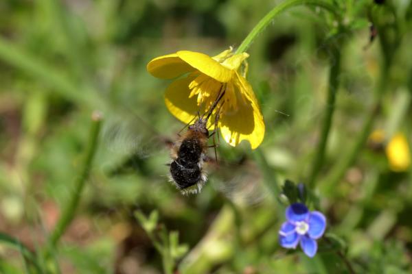 A Bee Fly feeding from a yellow Buttercup flower.