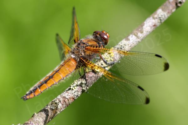 Resting on an old branch is a Scarce Chaser Dragonfly with a bright orangey brown head and body with lots of white hairs and the telltale black bell shaped markings on its abdomen.