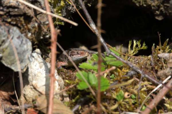 A glossy Common Lizard is keeping a beady eye on us from beneath an old tree trunk.