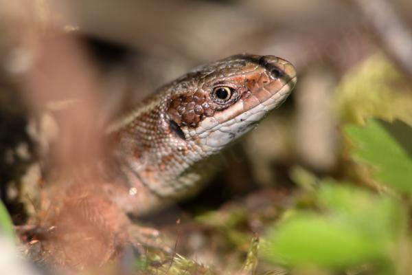 The June sun is lighting up the glossy head of a Common Lizard.