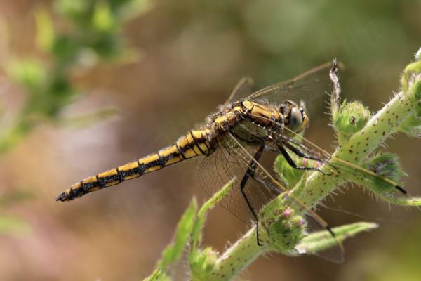 A very attractive Black Tailed Skimmer Dragonfly mostly golden yellow with dark black markings is resting on a hairy plant stem.