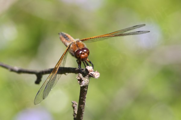An almost head on view of a small to medium sized orange dragonfly with silvery white hairs on its body and spread wings perched on a branch.
