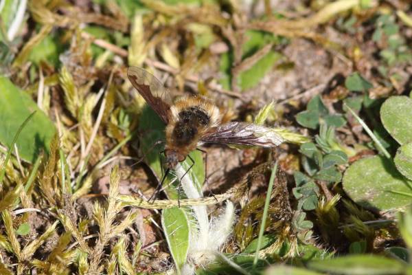 Perched close to the ground is an exceedingly hairy insect a little like a bumble bee in shape but with golden hairs on a black body and a very long black proboscis.