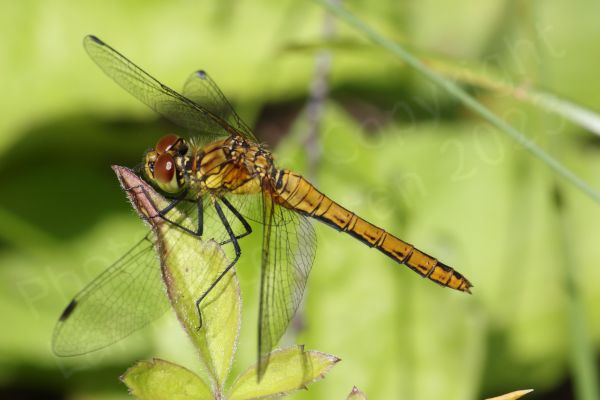 Superficially similar to the Common Darter the Ruddy Darter is a smallish Dragonfly with the same habit of resting on sticks but the mature male is a rich red colour and the females yellow brown both have dark black legs with no vertical stripes.